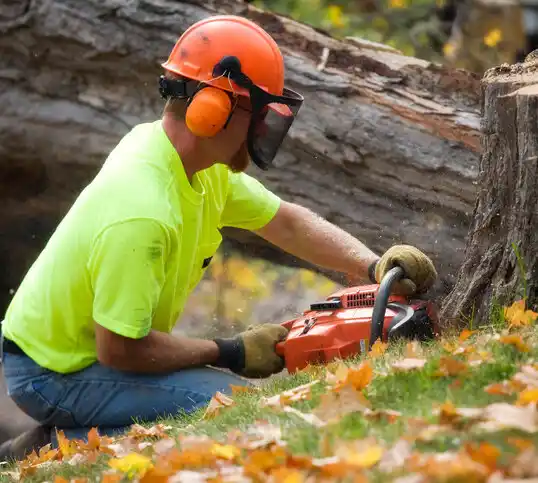 tree services Hendricks